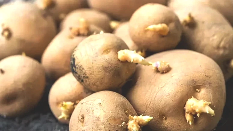 patates3png-26irpcoz8kaddihh1fchka.webp