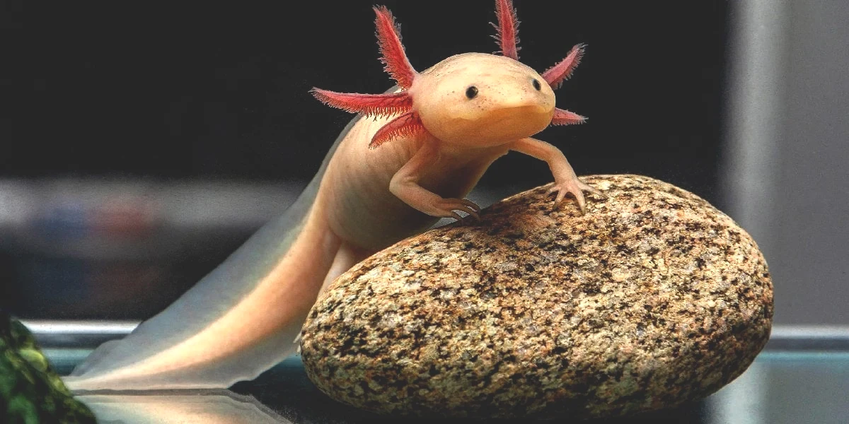 axolotl-nedir.jpg