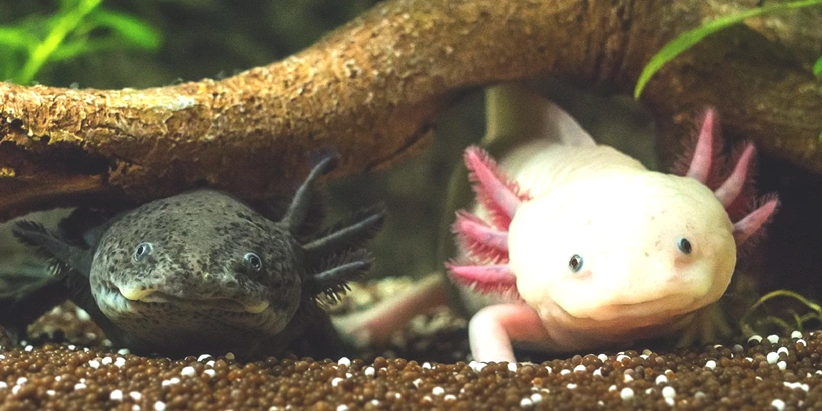 axolotl-goruntusu.jpg